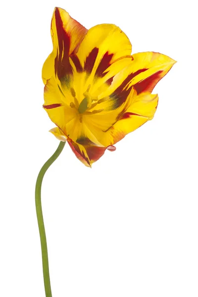 Tulipano fiore isolato — Foto Stock