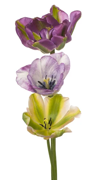Tulp bloemen geïsoleerd — Stockfoto