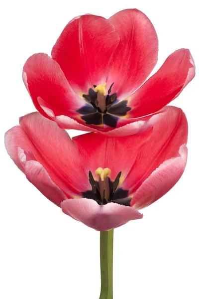 Fleurs de tulipes isolées — Photo