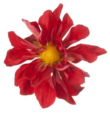 izole dahlia çiçeği