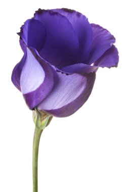 izole eustoma çiçek