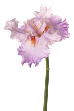 izole iris çiçeği