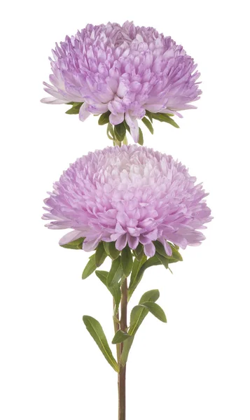 China aster flowers — Stock Photo, Image
