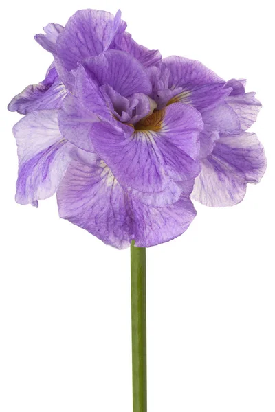 Iris blomma isolerade — Stockfoto