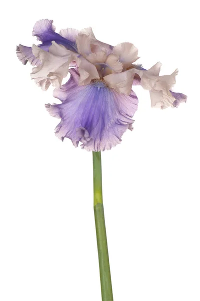 Květina Kosatec, samostatný — Stock fotografie