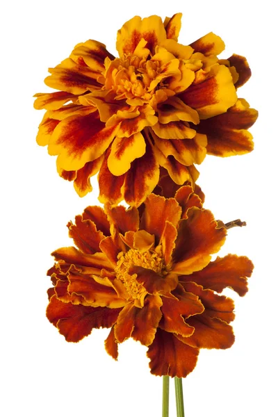 izole kadife çiçeği çiçek