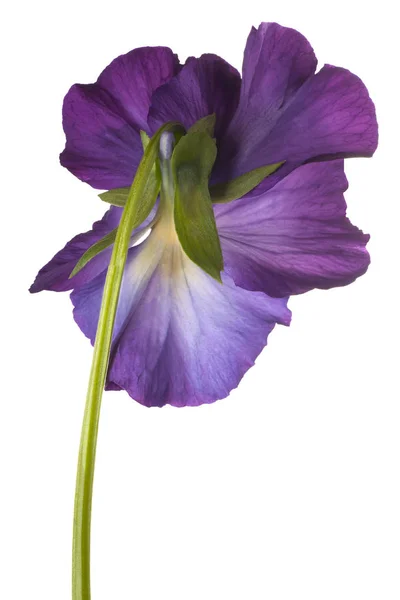 Fleur de pansy isolé — Photo