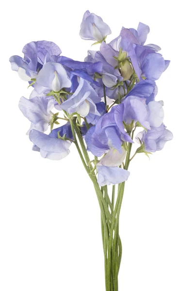 Sweet pea bloem geïsoleerd — Stockfoto