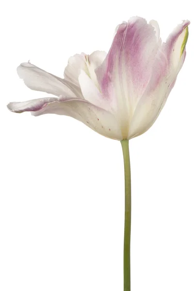 孤立的郁金香花 — 图库照片
