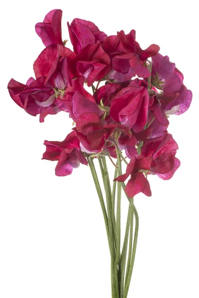 Сладкий гороховый цветок — стоковое фото