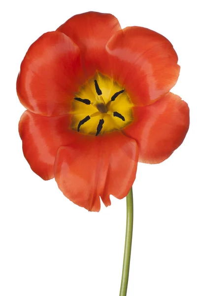 Flor de tulipa isolada — Fotografia de Stock