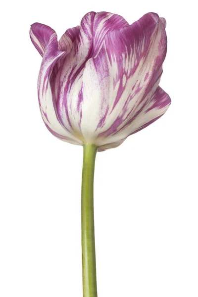 Tulipano fiore isolato — Foto Stock