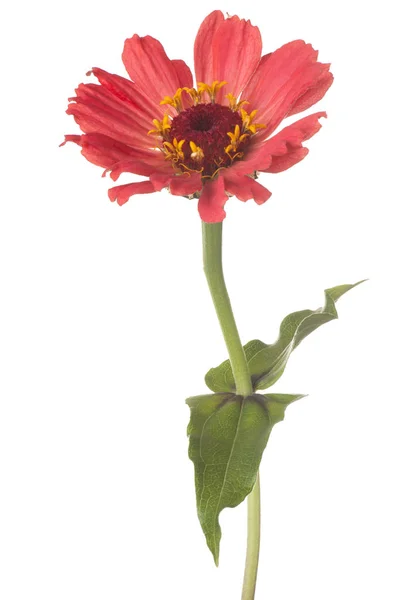 Zinnia fiore isolato — Foto Stock