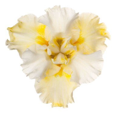 izole iris çiçeği