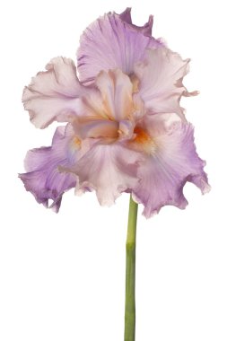 izole iris çiçeği