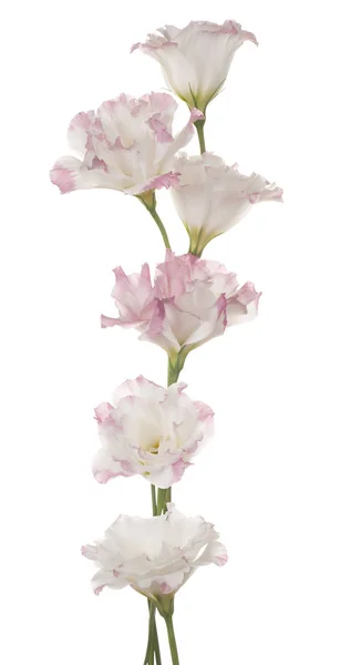 Eustoma květina izolované — Stock fotografie
