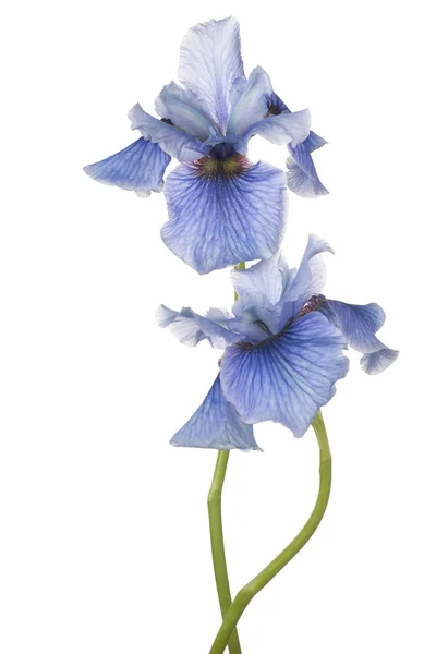 Iris flower isolated — Stock Photo, Image