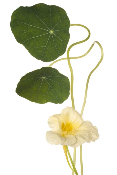 Nasturtium flower isolated — Stock Photo, Image