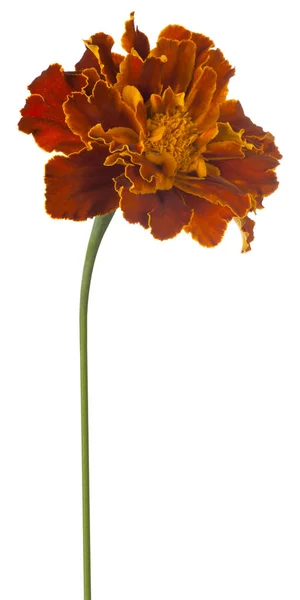 Flor de calêndula isolada — Fotografia de Stock