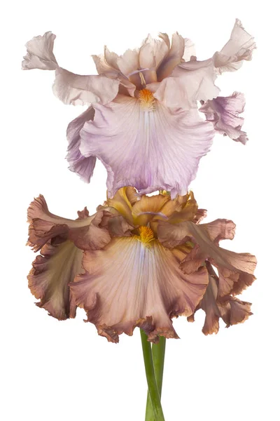 Iris flowers isolated — Stock Photo, Image