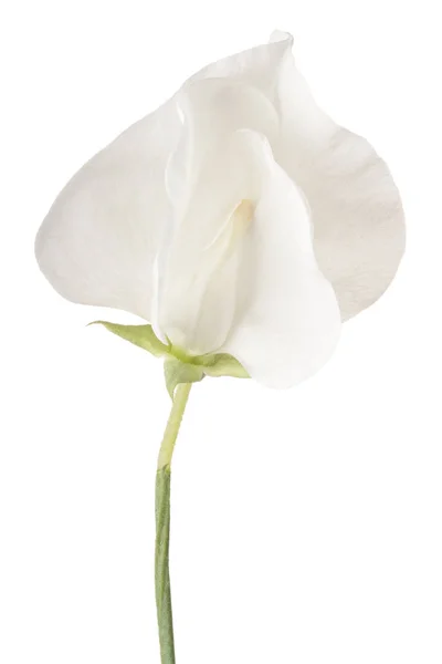 Sweet pea bloem geïsoleerd — Stockfoto