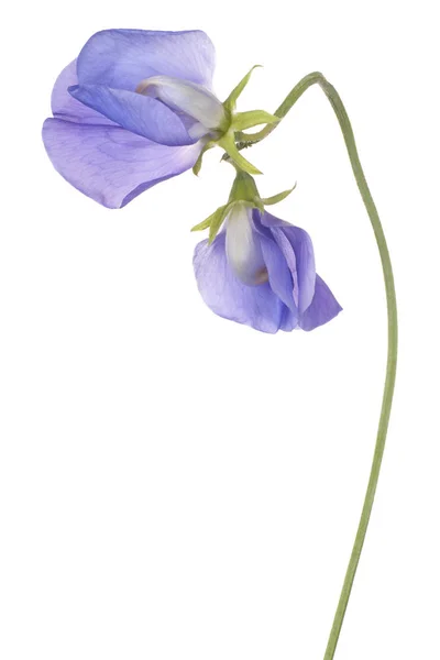 Édes borsó-virág elszigetelt — Stock Fotó