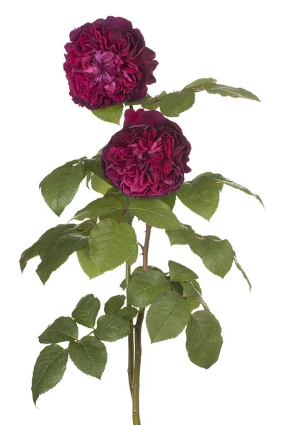 Троянди ізольовані — стокове фото