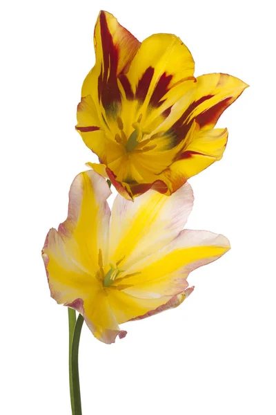 Fleurs de tulipes isolées — Photo