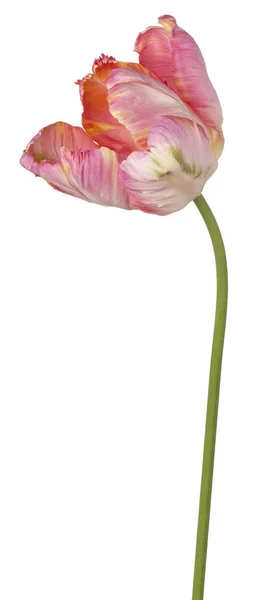 Lale çiçek izole — Stok fotoğraf