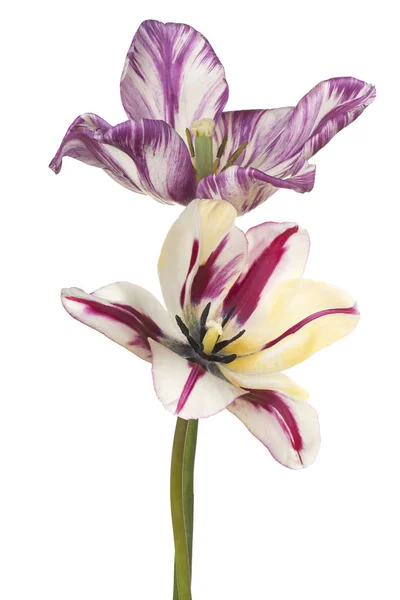 Fiori di tulipano isolati — Foto Stock