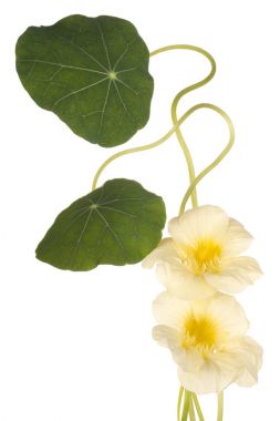 izole nasturtium çiçek