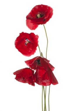 haşhaş çiçeği izole