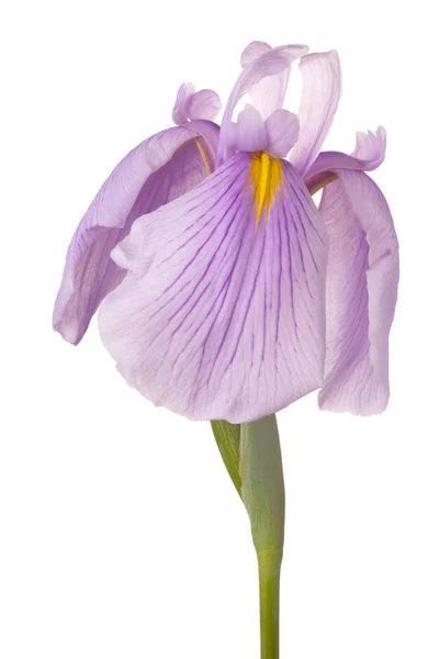 Iris fiore isolato — Foto Stock