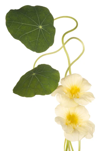 Nasturtium bunga terisolasi — Stok Foto