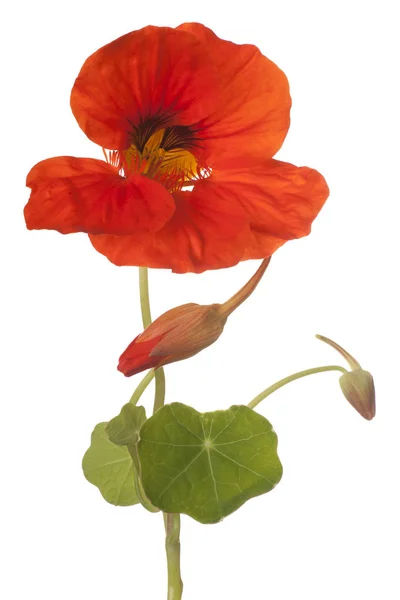Nasturtium bunga terisolasi — Stok Foto