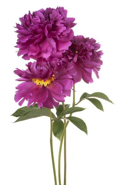 Izole Şakayık çiçeği — Stok fotoğraf