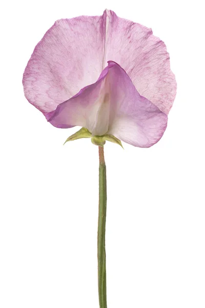Fiore di pisello dolce isolato — Foto Stock