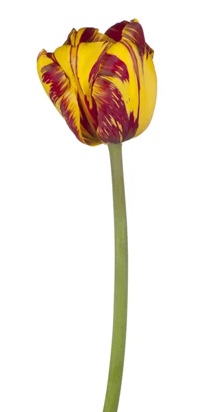 分離されたチューリップの花 — ストック写真