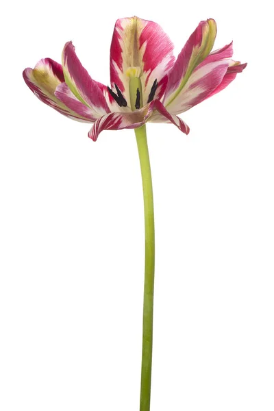 Tulpenblüte isoliert — Stockfoto