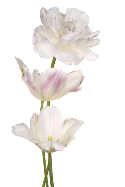 Tulipan kwiat na białym tle — Zdjęcie stockowe