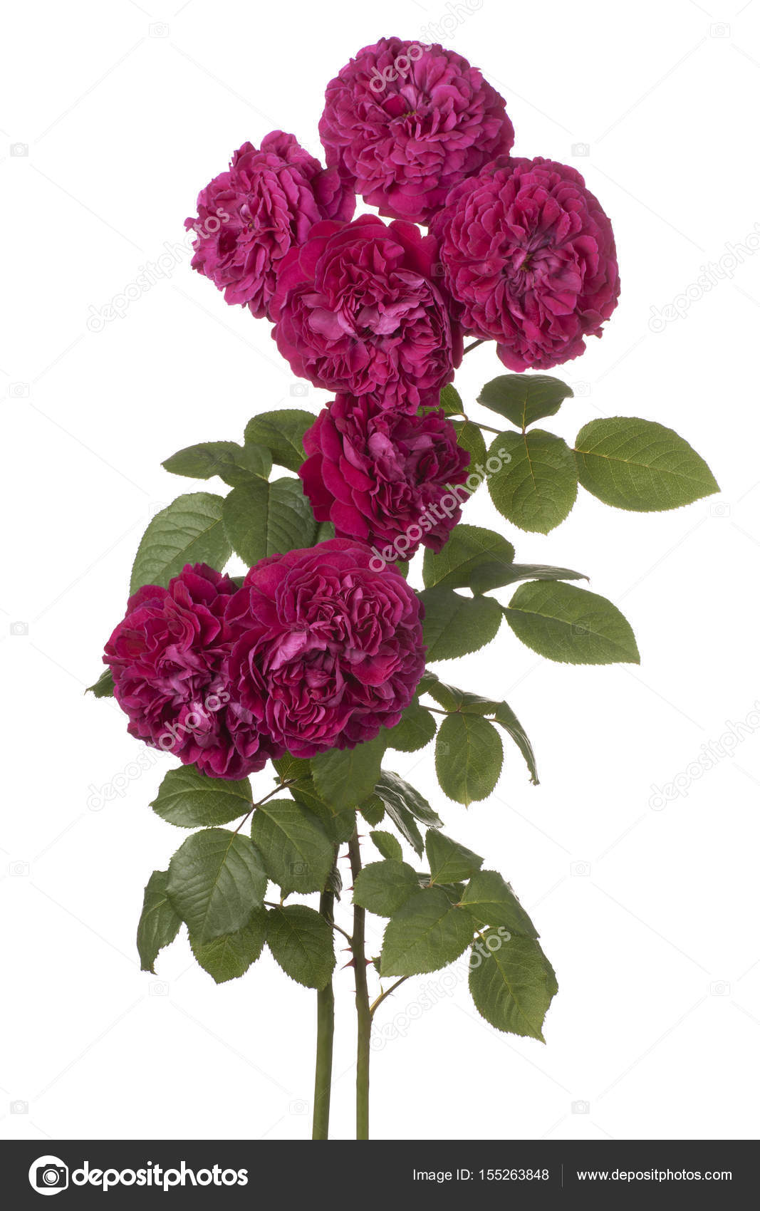 Rose Flower Isolated Stock Photo C Vilor 155263848