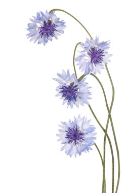 izole Peygamber buket