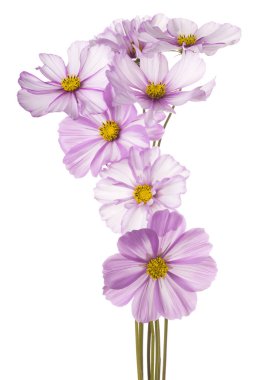 İzole cosmos çiçek