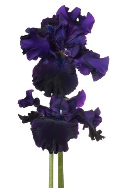 Iris çiçek izole