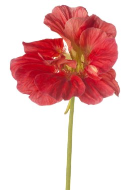 izole nasturtium çiçek