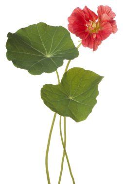 izole nasturtium çiçek