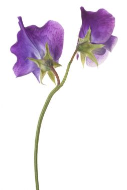 tatlı bezelyem çiçek izole