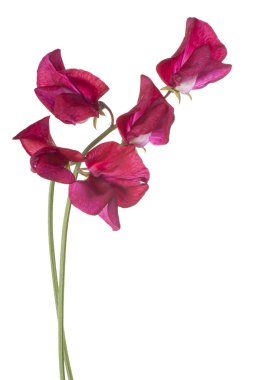 tatlı bezelyem çiçek izole