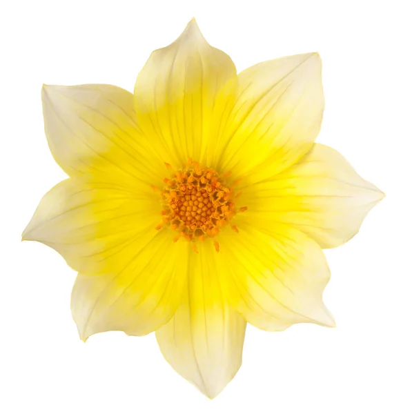 Dahlia flower isolated — Stock Photo, Image