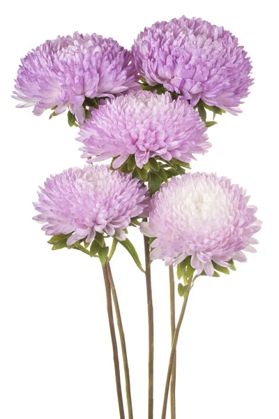 China aster flowers — Stock Photo, Image